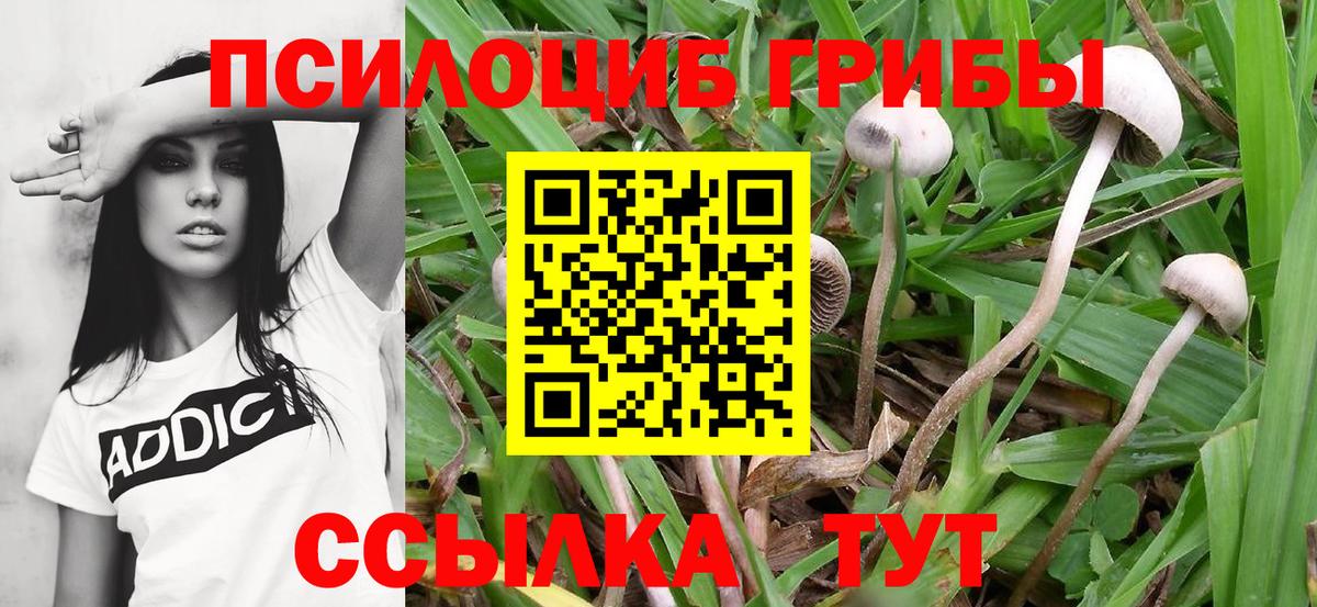 Галлюциногенные грибы MAGIC MUSHROOMS  Вход с VPN  Нурлат  Галлюциногенные грибы GOLDEN TEACHER 